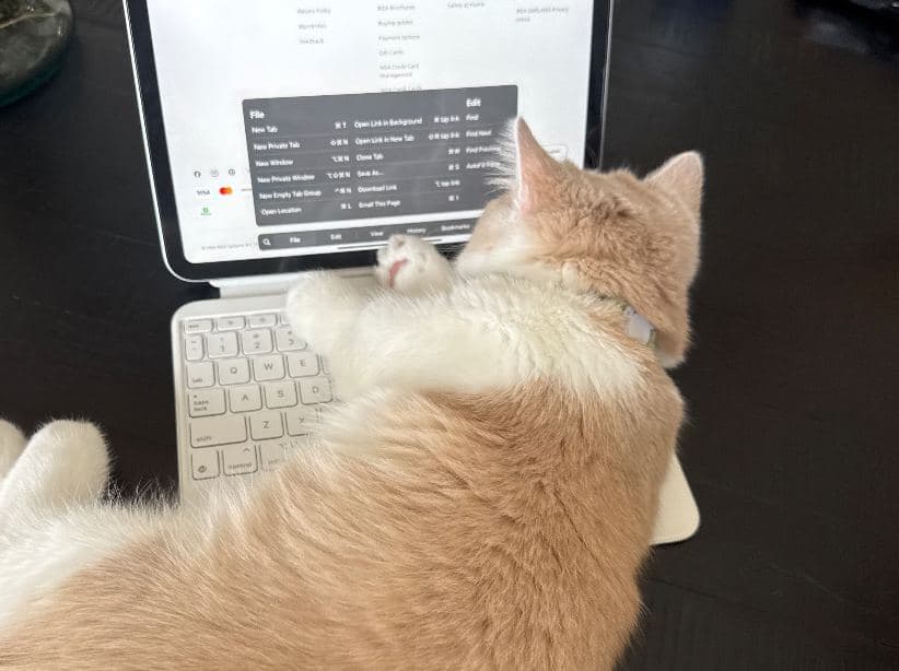 Bella's cat perched on her laptop